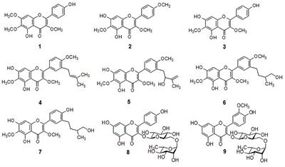 Isolation and Characterization of Protein Tyrosine Phosphatase 1B (PTP1B) Inhibitory Polyphenolic Compounds From Dodonaea viscosa and Their Kinetic Analysis